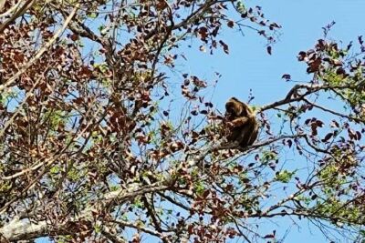 Imagem da notícia Equipe faz monitoramento e atende famílias de macacos bugios no Pantanal